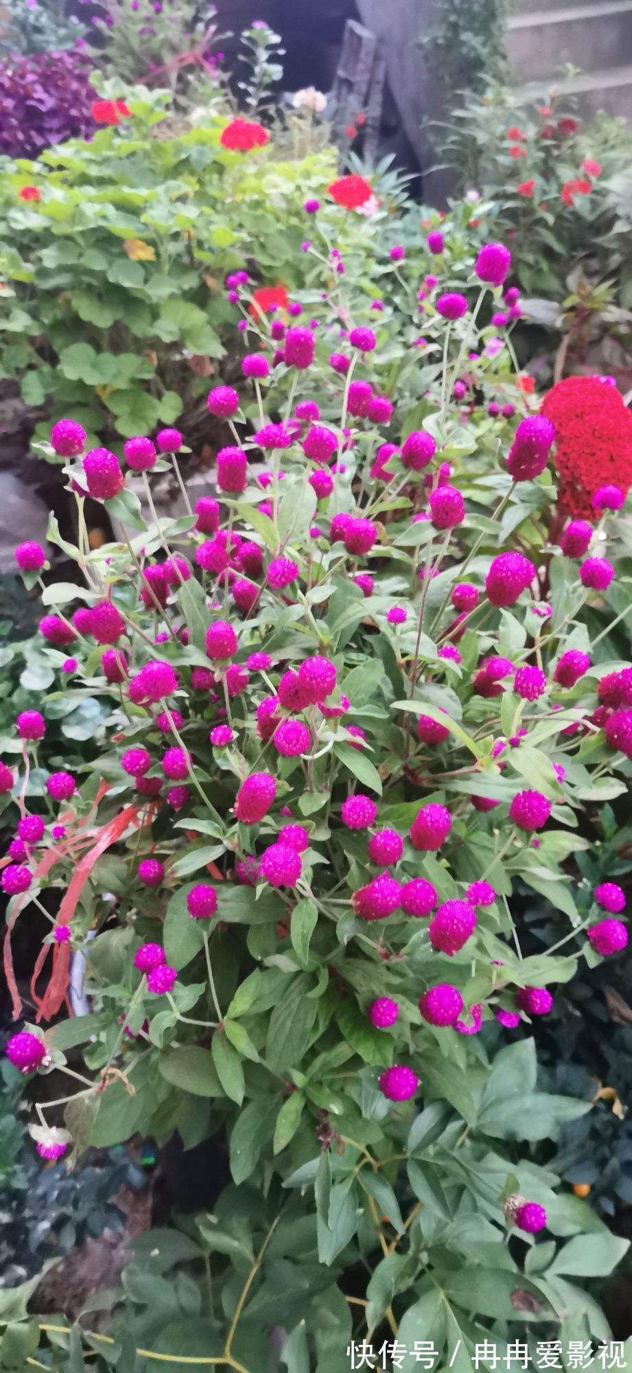 秋季养花大合集，30种花，你想要的我全有！