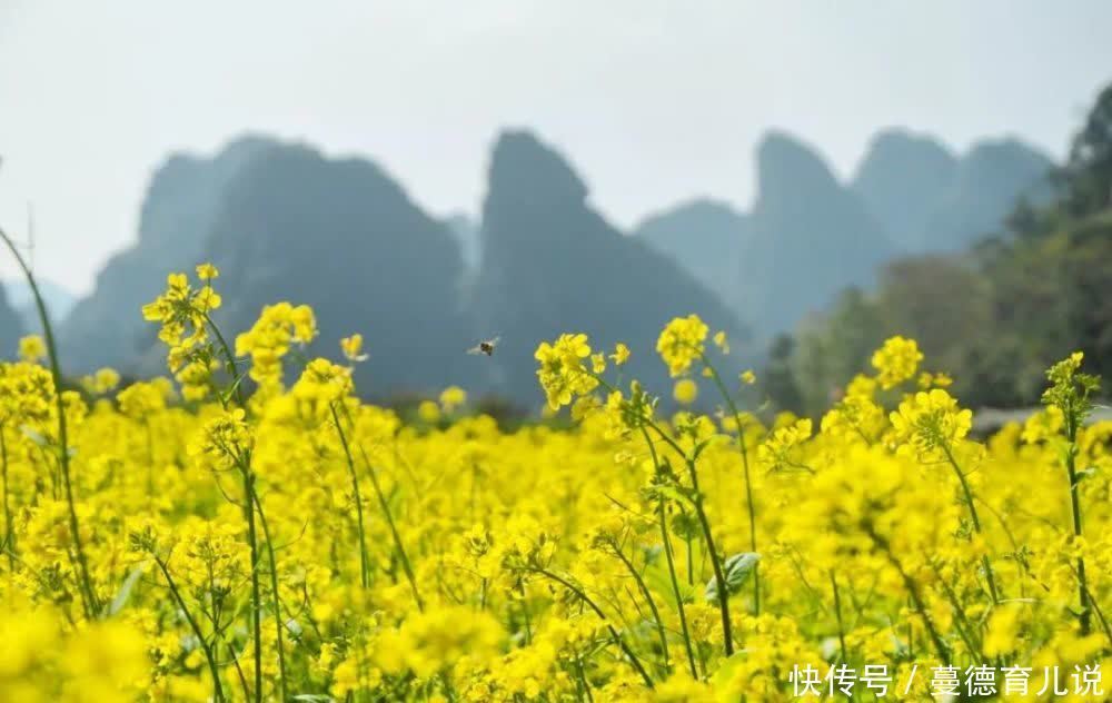 花花世界迷人眼！？在英德也能坐上火车看绚烂的花海，真是太美了！