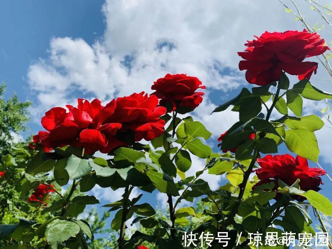 磷酸二氢钾|月季现在赶紧施肥,不然越长越差,上肥后月月开花