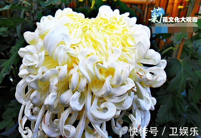 养花|喜欢菊花，就养盆“菊中珍品”玉龙闹海，似白玉波浪，孤芳秀丽