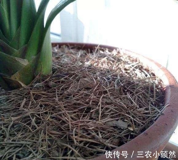 此种“小东西”自带酸性,肥力大,花盆里撒一把,治虫、不黄叶!