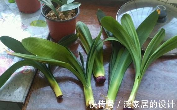 君子兰黄叶，黑尖，烂叶，烂根，怎么办