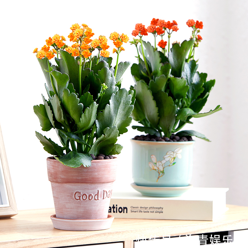 盆栽花|昂贵的盆栽别再买,看几种绿植,容易成活美观养眼