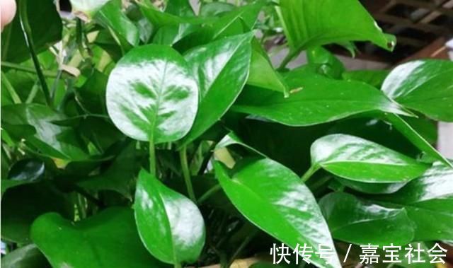 施肥|2种“废水”家家有,处理之后来浇花,根粗叶绿,半年不用施肥