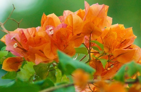 在阳台上就养这些花卉,好看又好养,很容易就长成瀑布