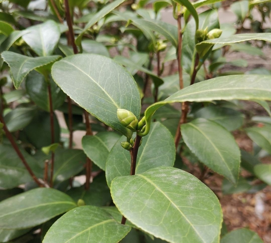 立秋以后,4种花别再修剪,否则影响正常开花