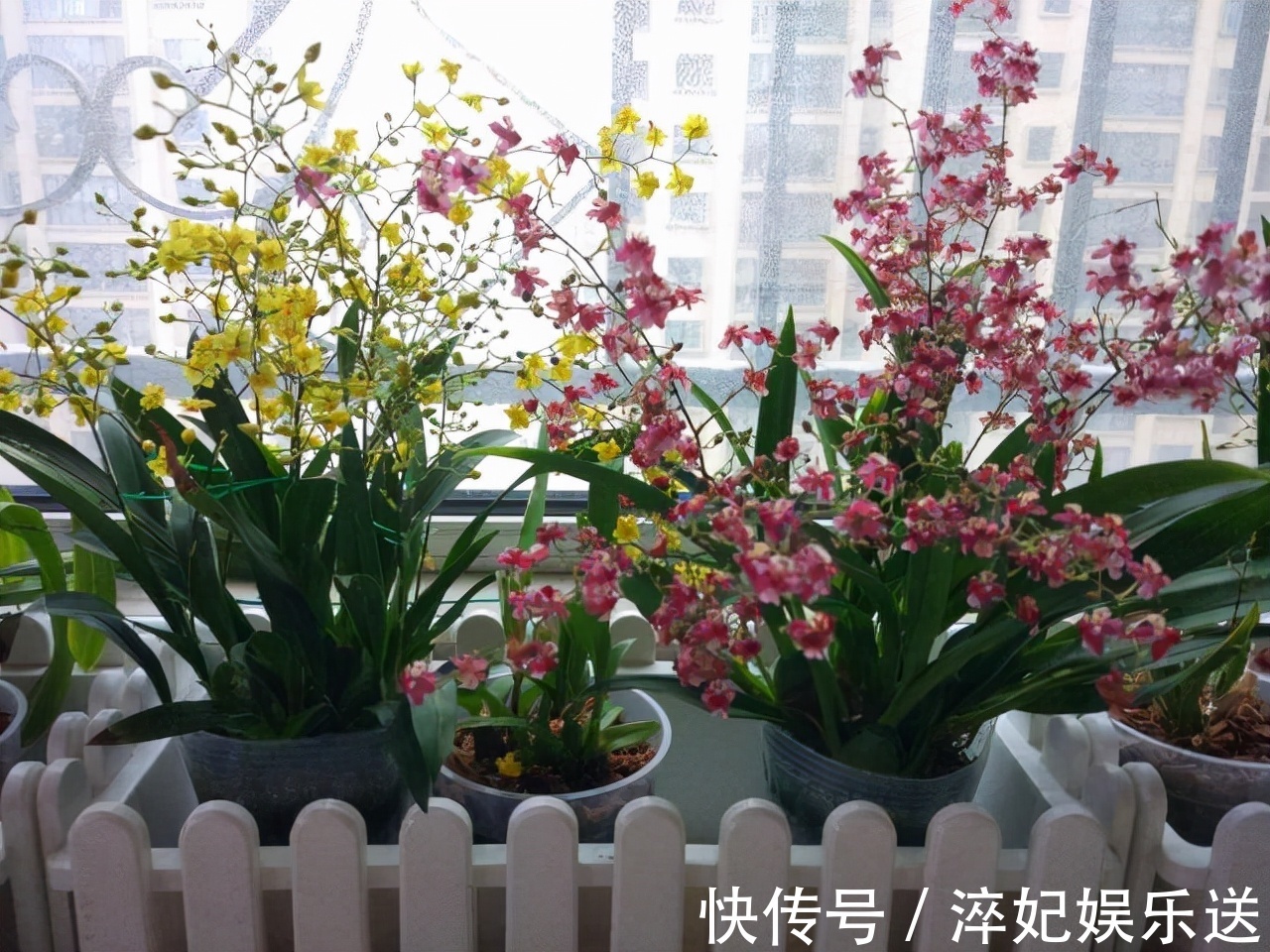 养花|奶奶对我说卧室别养5类花,仔细想想,不是迷信,而是真的有道理