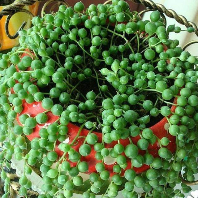 6种多肉会“变形”，花盆吊起来养，叶子2米长，能当“门帘”！