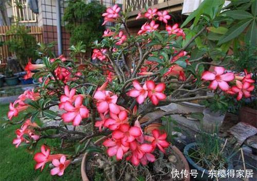 浇水|天热后,5种花适合“穷养”,用小盆少浇水,花朵会更多