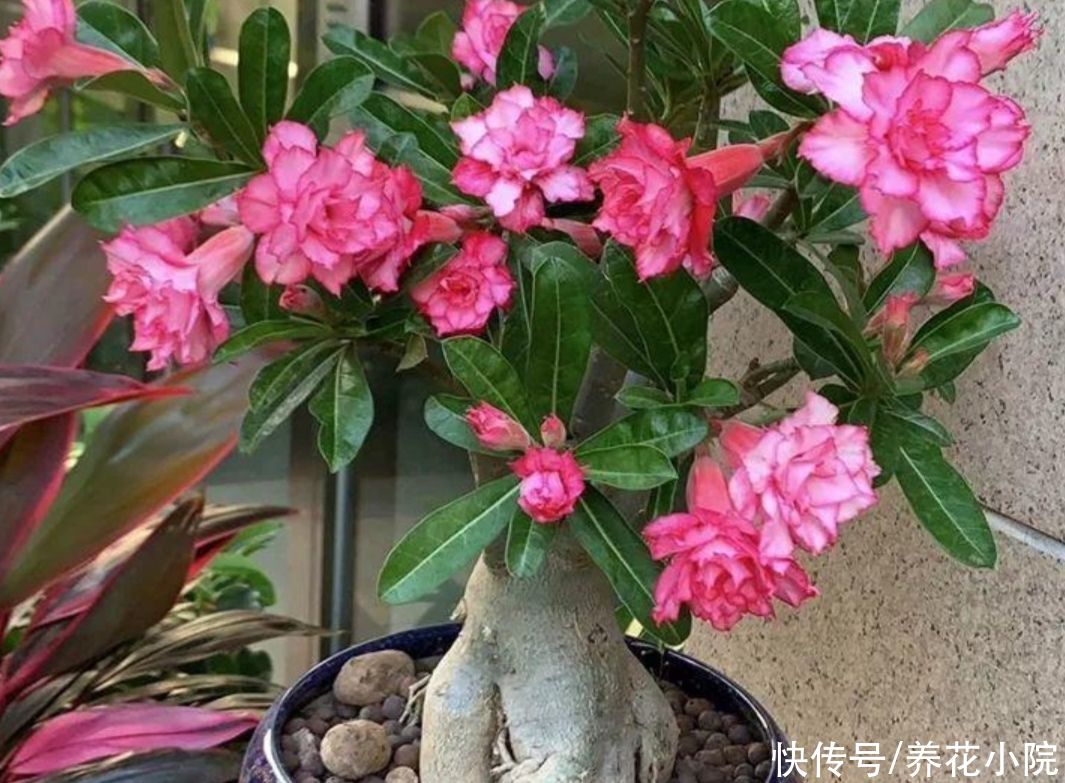 干旱|5种花，不怕热耐干旱，晒晒太阳开花更多