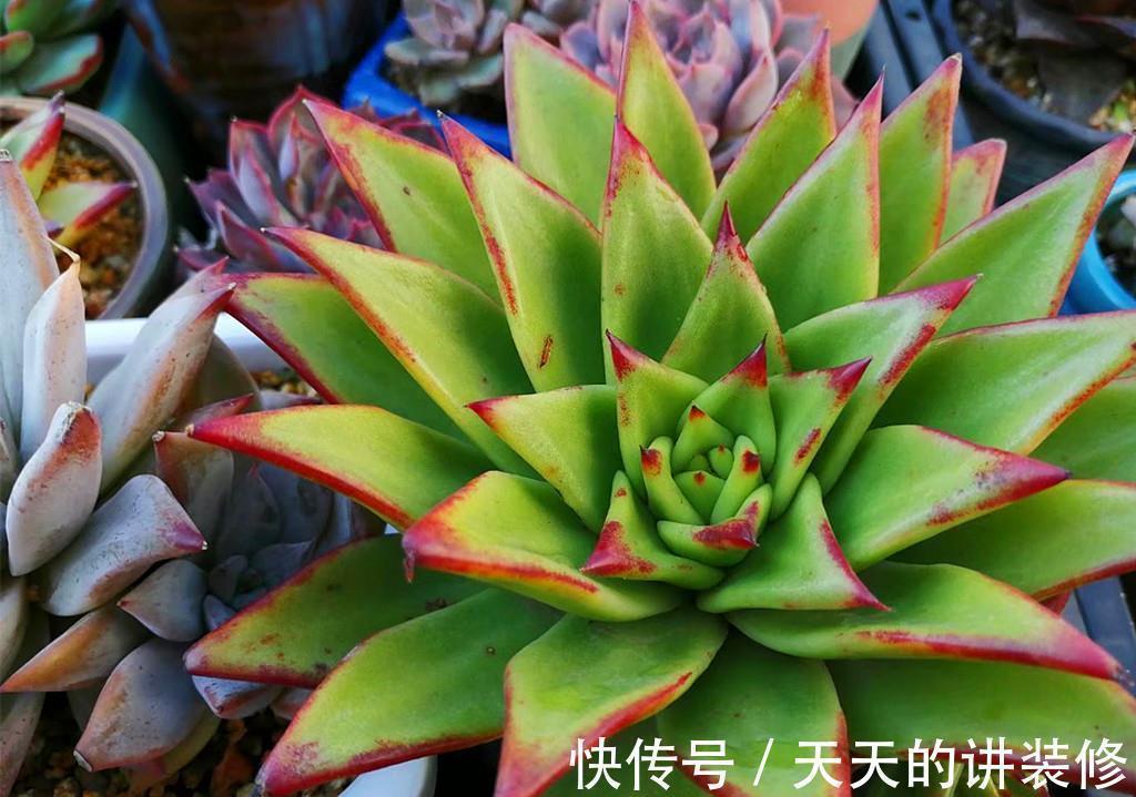 多颗粒|多肉一直不在状态,可能是养护顺序弄错了,十三字养护秘诀请记好