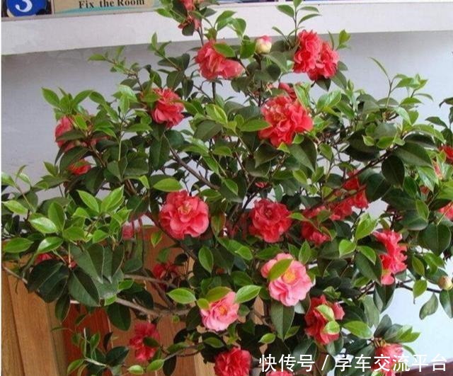 茶花生长，四季有“规律”，秋天这样养，花苞巴掌大，砰砰开大花！