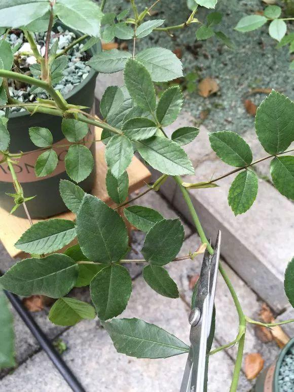 长寿月季花后赶紧剪一刀,剪完就开花,一直剪一直开!