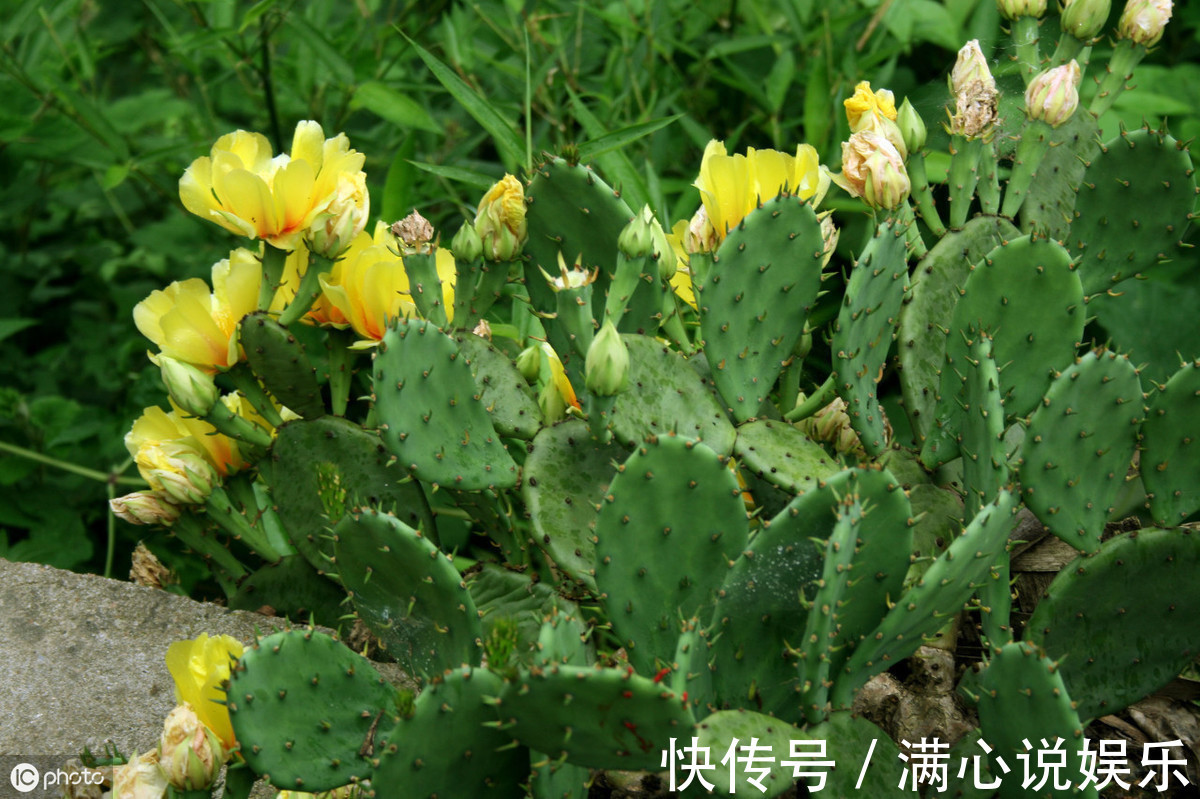 膝关节炎|一块仙人掌胜过10味药,摆脱膝关节炎,滑膜炎,安全有效