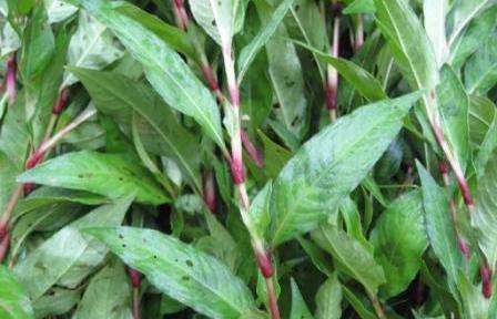 青柿靠近辣蓼草很快熟透,扔水里还能引鱼,农村爱拿来喂猪!