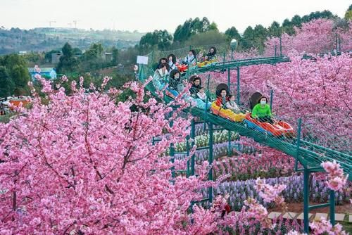 中年|成都赏花就到漫花庄园，亿万粉红樱花带你捕获醉美春天