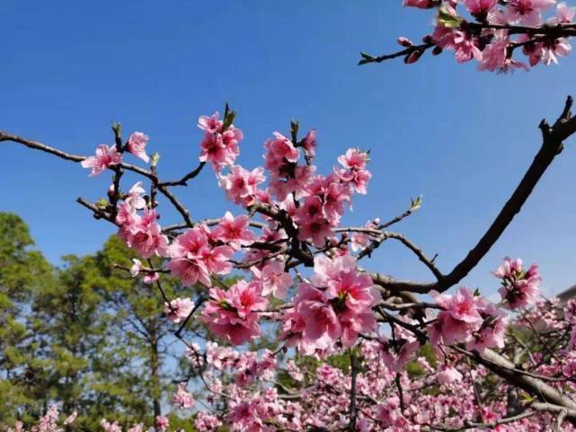 2月6日-3月6日，一生顺遂，桃花朵朵开的4大生肖