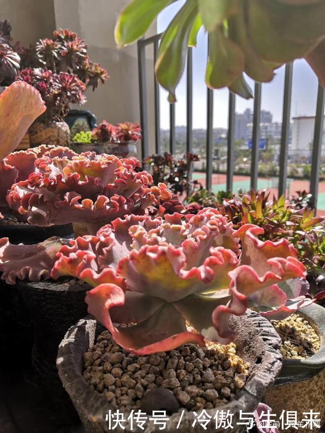 春天的包菜多肉有多美，梅雨季就有多像菜