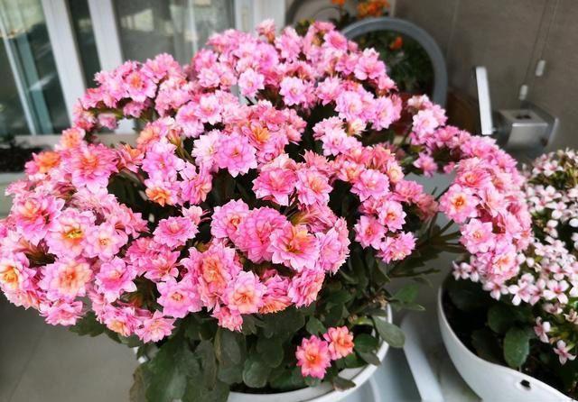 虎皮兰|公认的“五种健康花”,建议至少养一盆,又美又实用