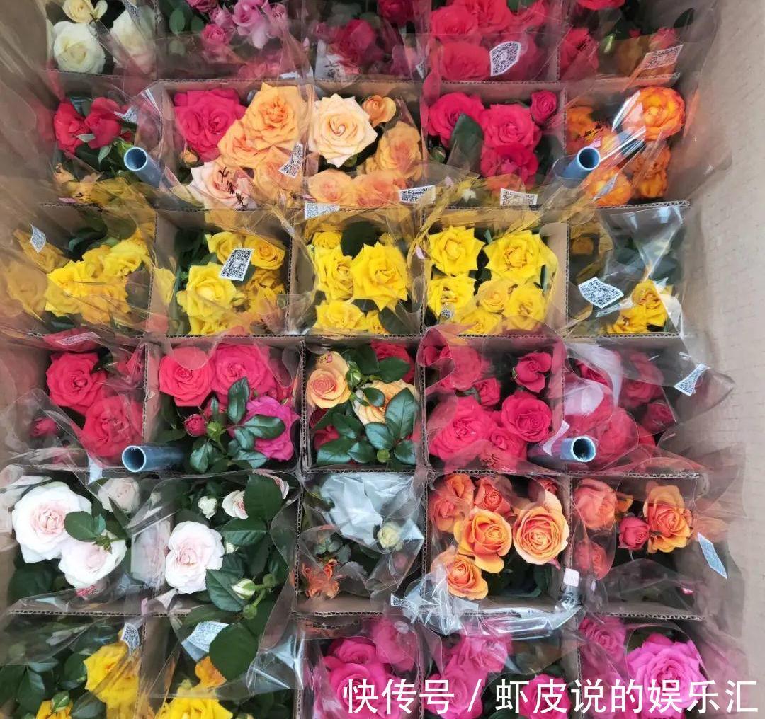 冬天花市“猫腻”多,5种“激素花”,多好看也别买,白白浪费钱