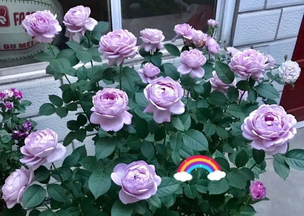 喜欢菊花,不如养盆“花中珍品”金牡丹,颜值高寓意好,清新高雅