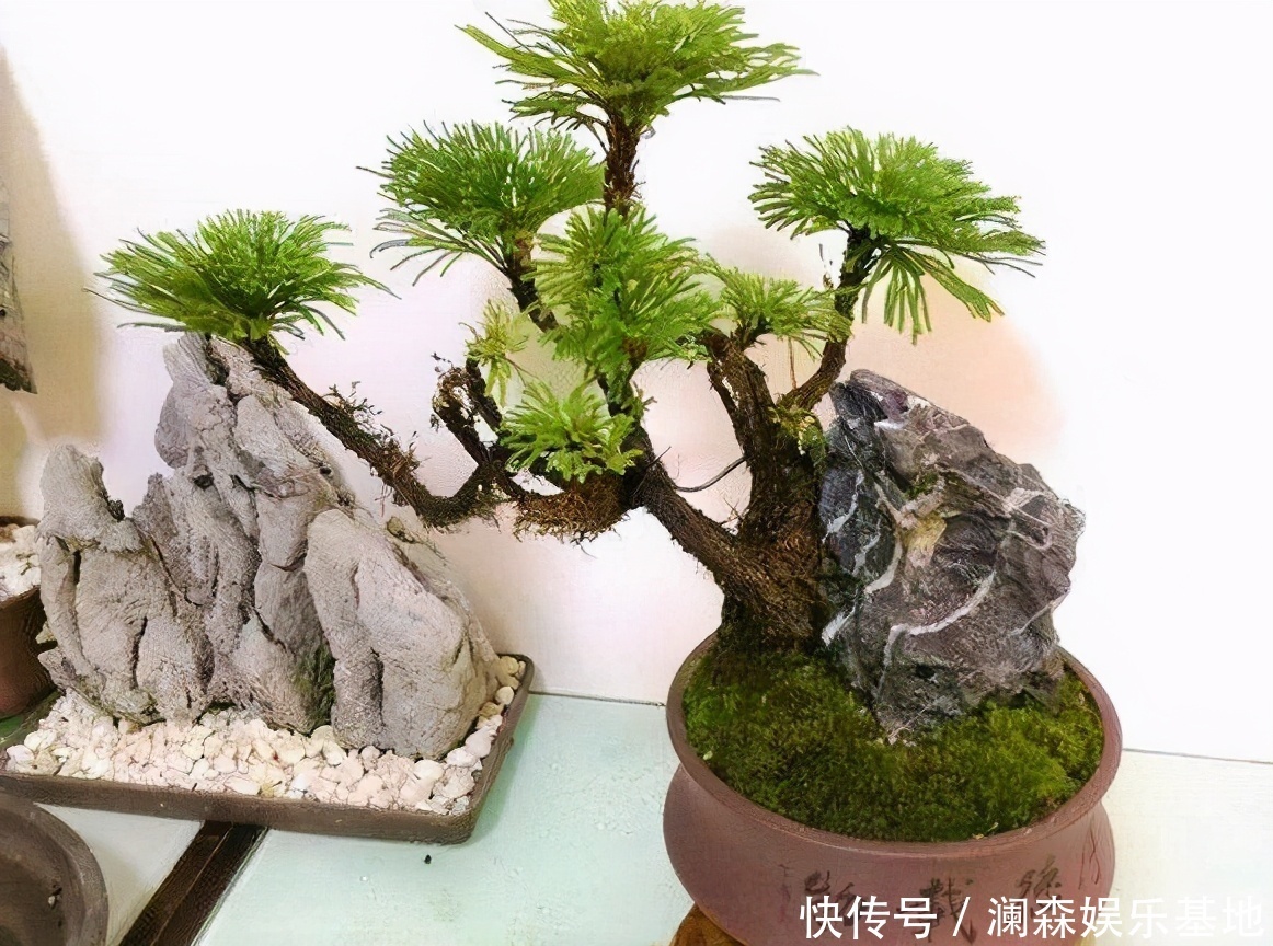 观赏价值|路边遇见三种小植物，建议及时移栽，个个是好盆景