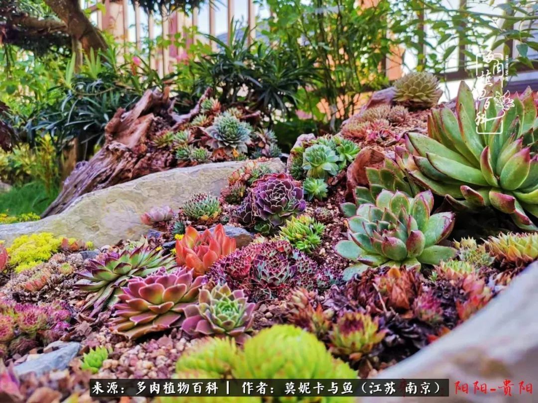 这多肉拼盘这么仙！如何制作达人手把手教你制作长生草拼盘！