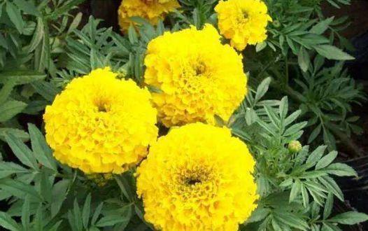 4种花很耐养,沾土就能活,好养易爆盆,颜值超高的