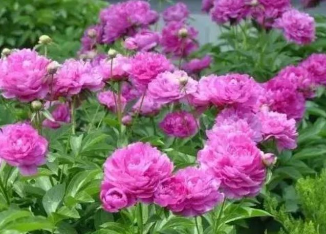 春天养此款花卉,好养如绿萝,简单易成活,纯洁美