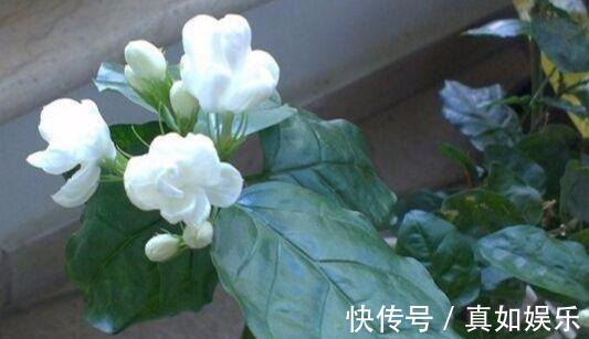 两个种植小秘诀,让您家里养茉莉花, 叶子油绿发光,花儿开满枝