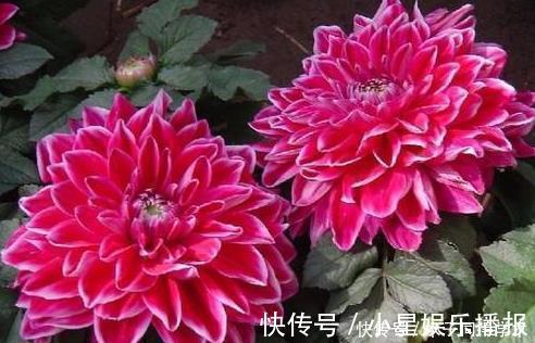 美极了|大丽花怎么养护?掌握3个方法,花大艳丽,开起来美极了!