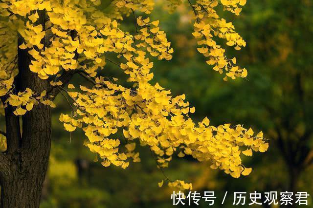 农村老人说“家中有五树，子孙一直富”，说的是哪五树，你家有吗