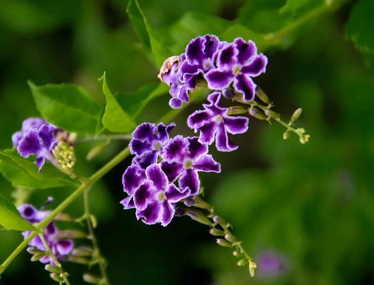 夏天必养的3种花，热不死晒不伤，三伏天必养，越热开得越灿烂