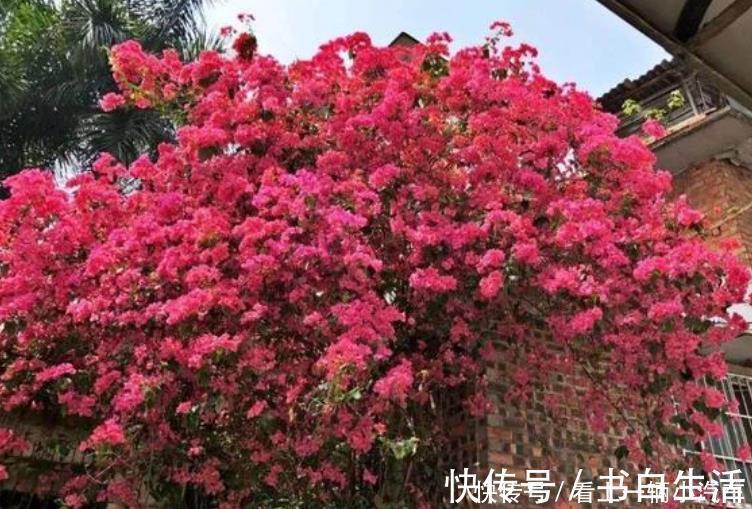 玫瑰|居家就养此款花卉，花大色艳胜玫瑰，芳香四溢，养在家中香飘满屋