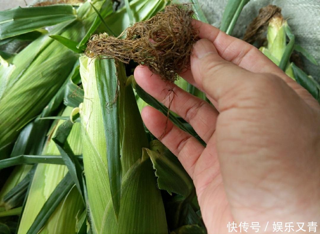 甜玉米糯玉米采摘正当时,教你几招,让你选到老嫩适中的鲜玉米棒