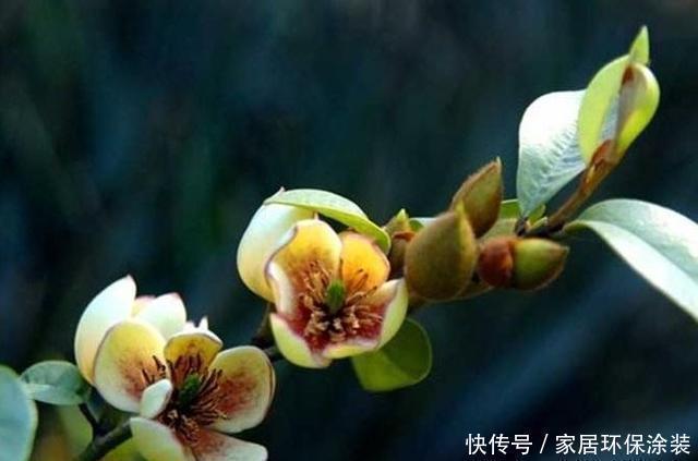 含笑花|这花只开一半花，香味却能飘老远，养在家里闻花香