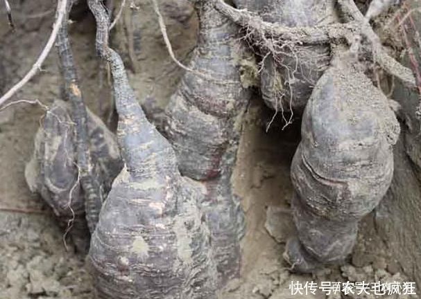 灵芝|生长在屋脚处，常被人忽视，却是“四大仙草”之一，和灵芝齐名