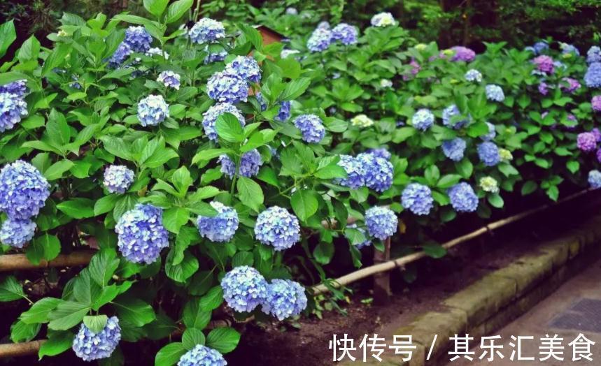 养殖绣球花,别再羡慕别人家花色丰富了,这么就能变色