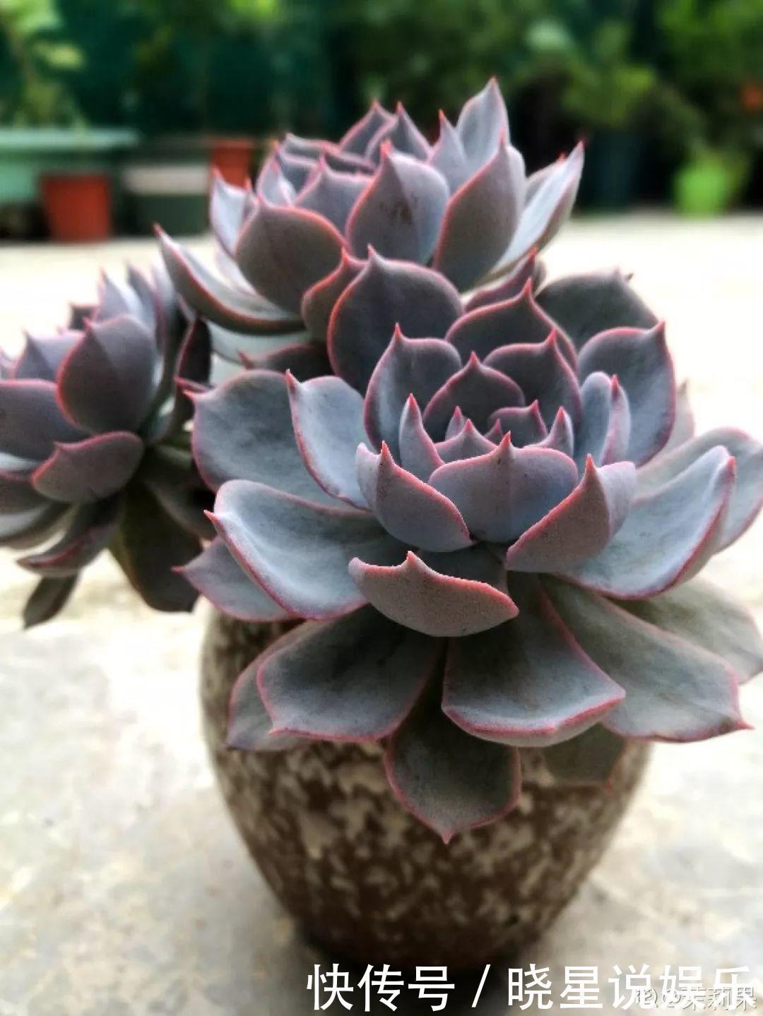 秋天买多肉，认准这点，长得胖嘟嘟窜出一圈小芽！