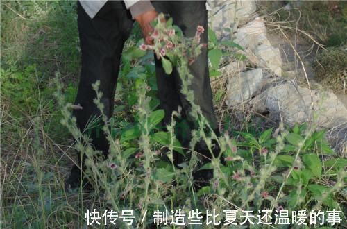纲目|农村墙边一种野草,如今还记忆犹新,不知你们有没有吃过呢?