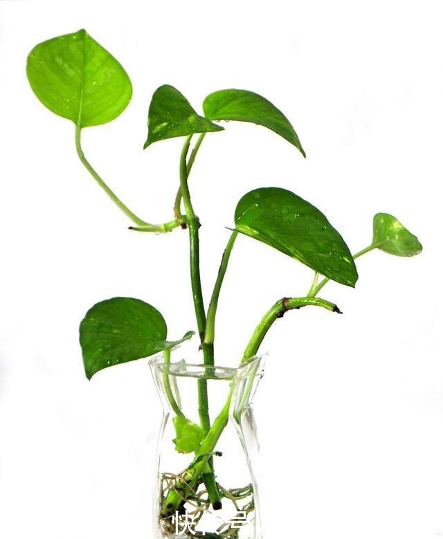 “8种花”进入6月活性高,枝条插盆就生根,不怕黑腐,长得旺!