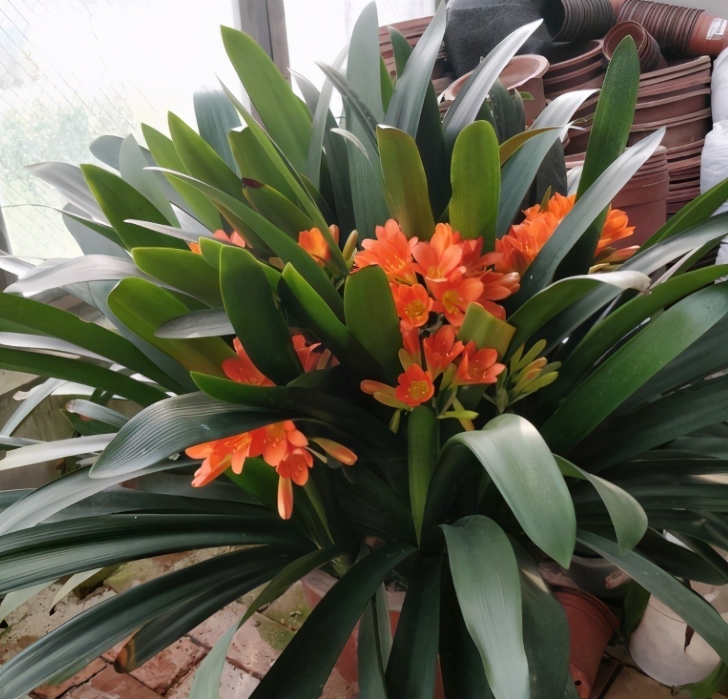 君子兰有“四爱”知道么这是养好它的关键,也能轻松养开花