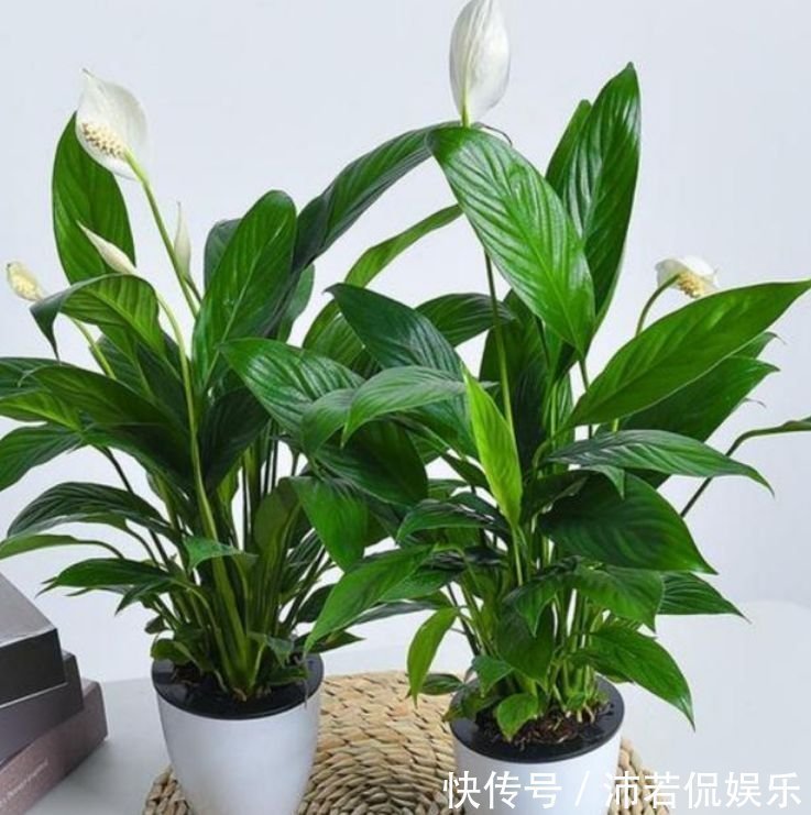 腐叶土|4种花养在家里,一整年都有好运气,开花漂亮财运来,一养就上瘾