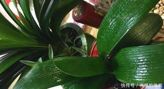 啤酒水浇花有技巧,里面加“4个小东西”,叶子油绿,花儿长疯了!