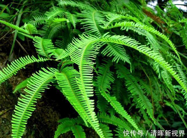 铁芒萁|此植物叫芒萁，以前是烧火的好材料，现在被遗忘，越来越少见了