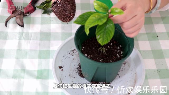 扦插|栀子花扦插很简单,修剪完的枝条不要扔,注意几点生根速度快