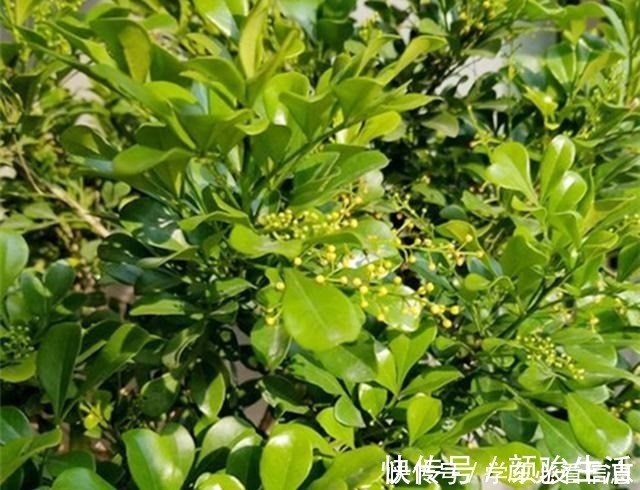 米兰花|不会养米兰花教你3招，让它快快爆盆，开花不断！