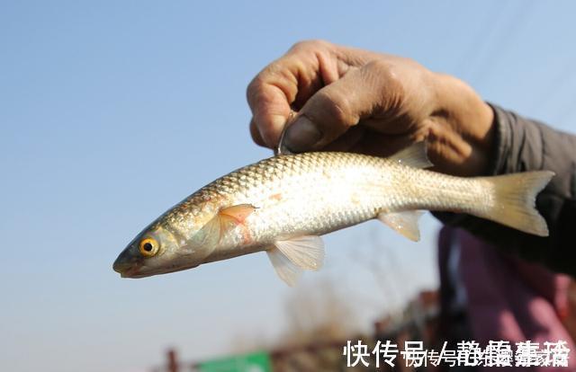 钓友们|钓鱼不用饵，空钩就能钓上几十斤，钓友们说这算不算钓鱼？