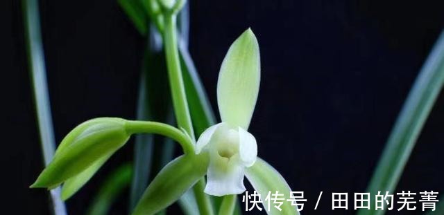 新人“入门级”浓香型，建兰大凤素，新手必备！