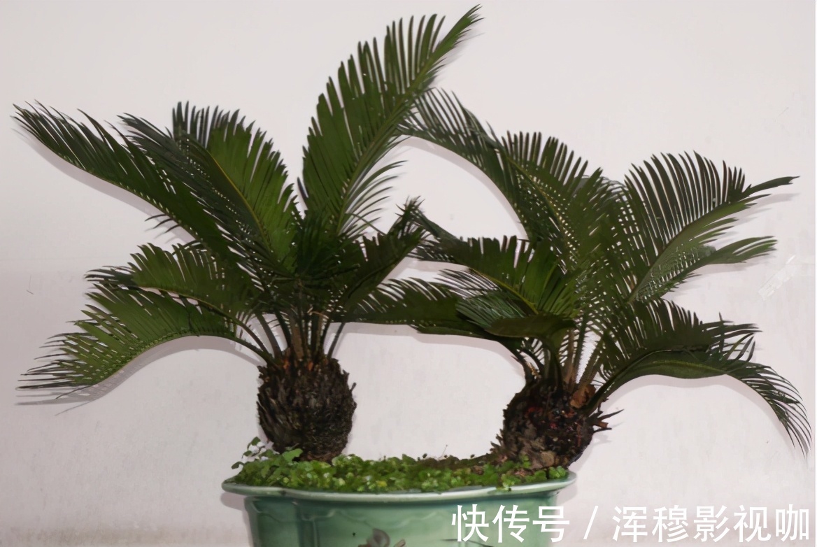 铁树|养花“贵精”不在多,养上这“3种”,谁看了都喜欢